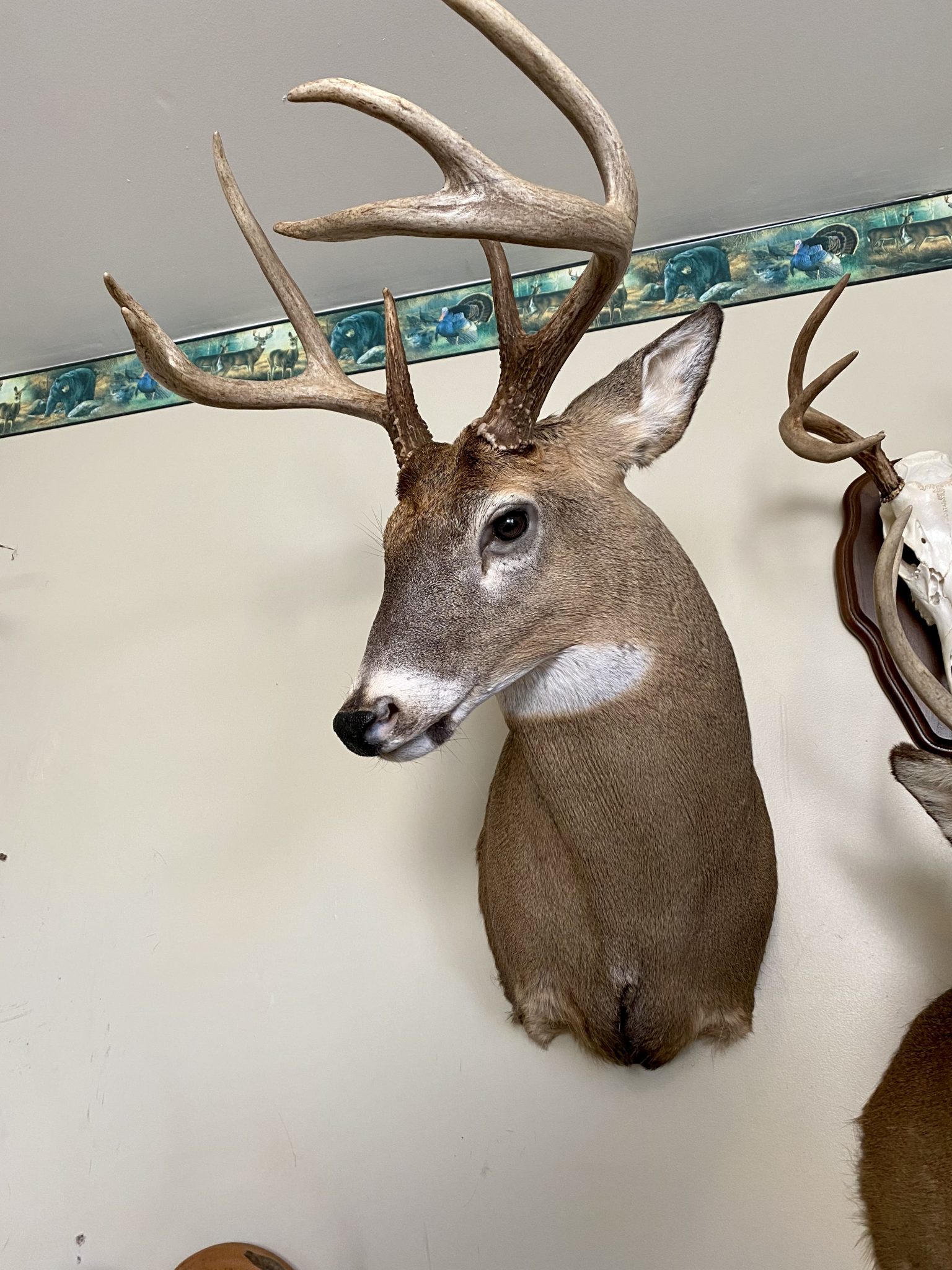 Jim's Wildlife Creations Taxidermy, China Township Michigan, Serving St ...